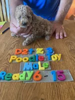 Blake, a male Poodle - Toy  for sale in Ansonia, OH – 1 of 1