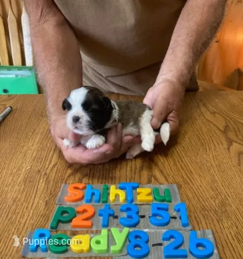 Gavin – Shih Tzu puppy for sale in Ansonia, OH