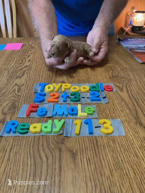 Mary – Poodle - Toy  puppy for sale in Ansonia, OH