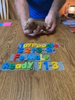 Mary, a female Poodle - Toy  for sale in Ansonia, OH – 1 of 1