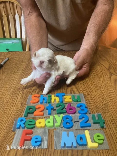 Mary – Shih Tzu puppy for sale in Ansonia, OH