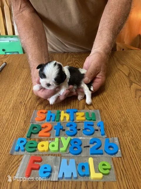Gabby – Shih Tzu puppy for sale in Ansonia, OH