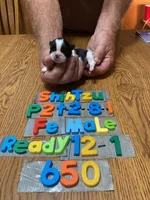 Megan, a female Shih Tzu for sale in Ansonia, OH – 1 of 1
