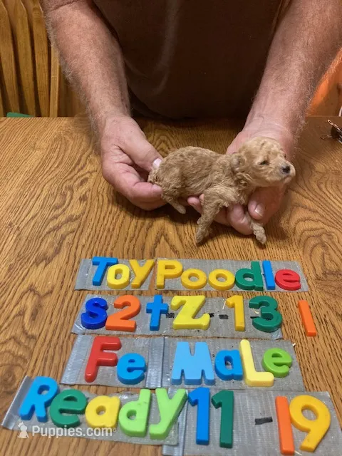 Cassie – Poodle - Toy  puppy for sale in Ansonia, OH