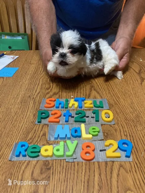 Andy – Shih Tzu puppy for sale in Ansonia, OH