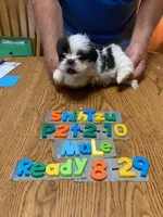 Andy, a male Shih Tzu for sale in Ansonia, OH – 1 of 1
