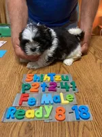 Sasha, a female Shih Tzu for sale in Ansonia, OH – 1 of 1