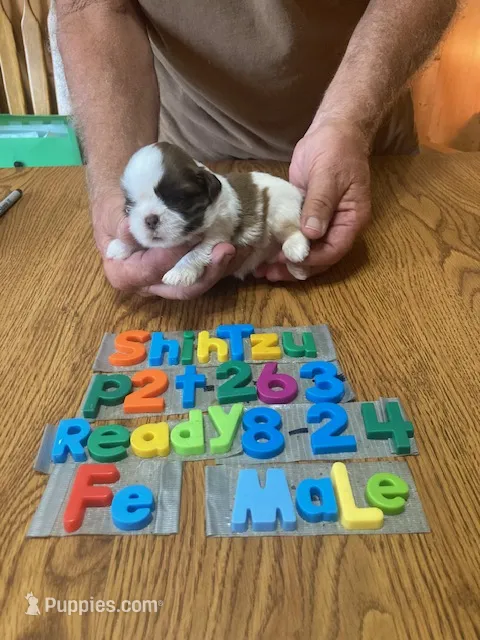 Sami – Shih Tzu puppy for sale in Ansonia, OH