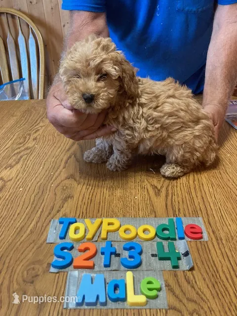 Max – Poodle - Toy  puppy for sale in Ansonia, OH
