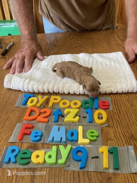Maggie – Poodle - Toy  puppy for sale in Ansonia, OH