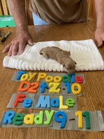 Maggie, a female Poodle - Toy  for sale in Ansonia, OH – 1 of 1