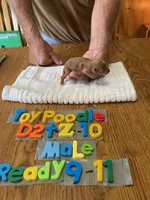 Dax, a male Poodle - Toy  for sale in Ansonia, OH – 1 of 1