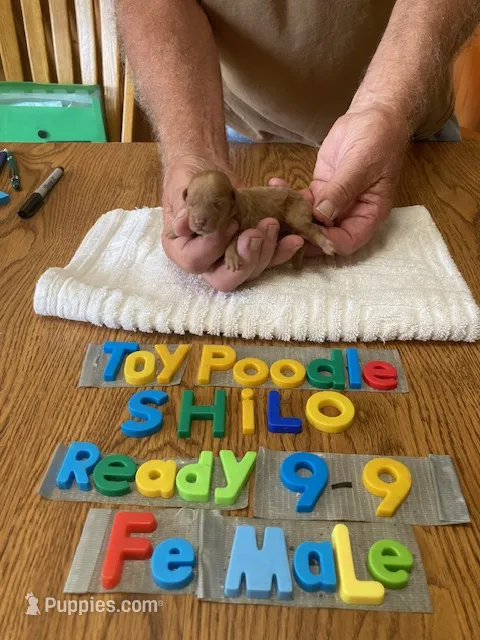 Bella – Poodle - Toy  puppy for sale in Ansonia, OH