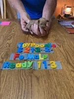 Lisa, a female Poodle - Toy  for sale in Ansonia, OH – 1 of 1
