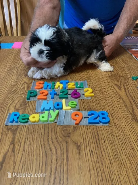 Brady – Shih Tzu puppy for sale in Ansonia, OH