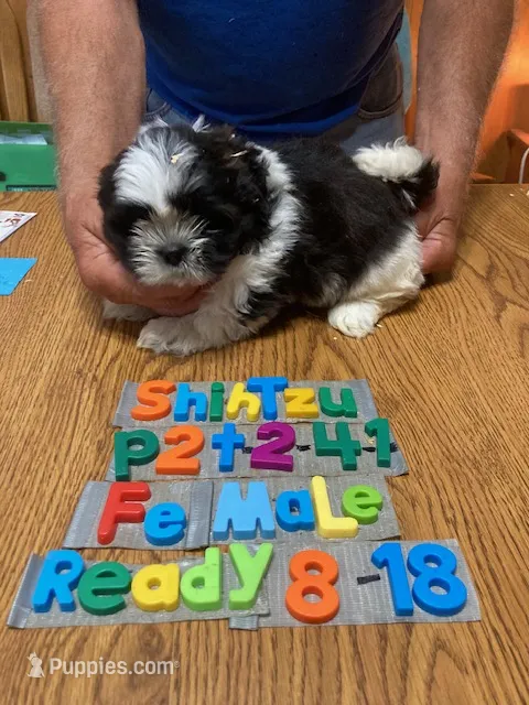 Penny – Shih Tzu puppy for sale in Ansonia, OH