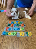 Trisha, a female Shih Tzu for sale in Ansonia, OH – 1 of 1