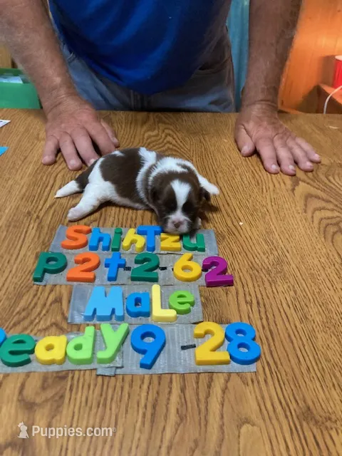 Jimmie – Shih Tzu puppy for sale in Ansonia, OH