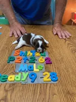 Jimmie, a male Shih Tzu for sale in Ansonia, OH – 1 of 1
