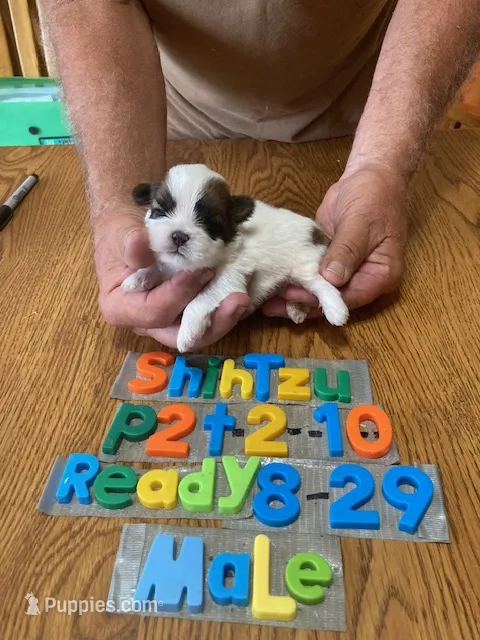 Timmy – Shih Tzu puppy for sale in Ansonia, OH