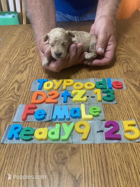 Charolette – Poodle - Toy  puppy for sale in Ansonia, OH