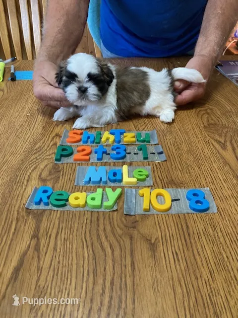Chad – Shih Tzu puppy for sale in Ansonia, OH