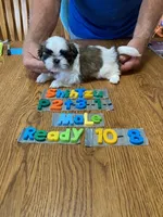 Chad, a male Shih Tzu for sale in Ansonia, OH – 1 of 1