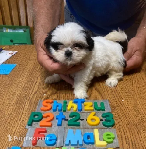 Bella – Shih Tzu puppy for sale in Ansonia, OH