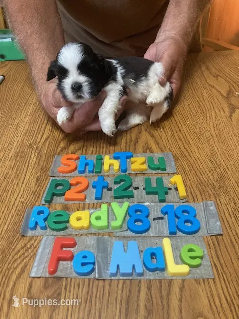Tabitha – Shih Tzu puppy for sale in Ansonia, OH
