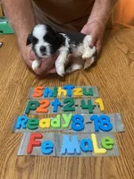 Tabitha, a female Shih Tzu for sale in Ansonia, OH – 1 of 1