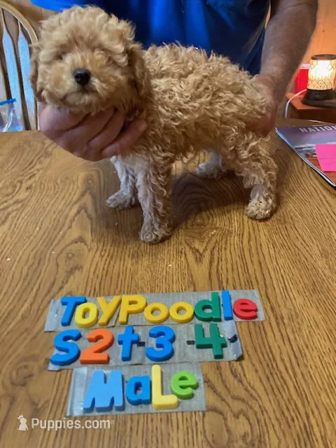Jackson – Poodle - Toy  puppy for sale in Ansonia, OH