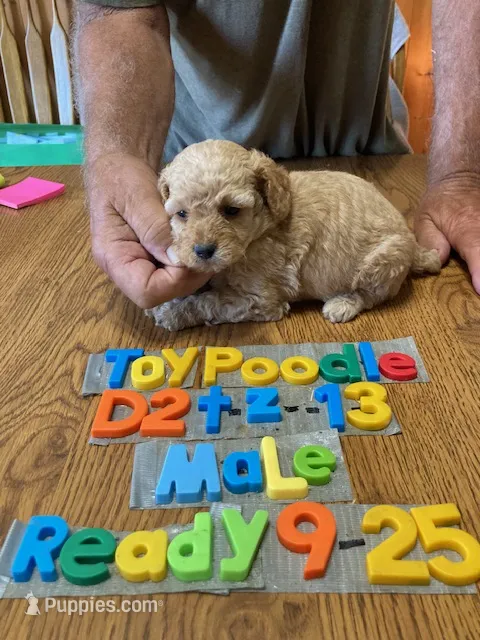 Brad – Poodle - Toy  puppy for sale in Ansonia, OH