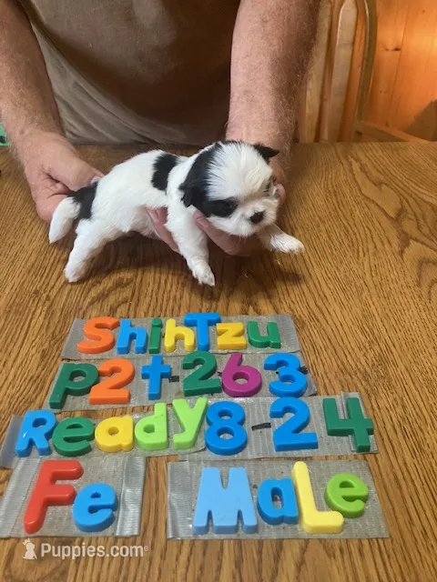 Bella – Shih Tzu puppy for sale in Ansonia, OH