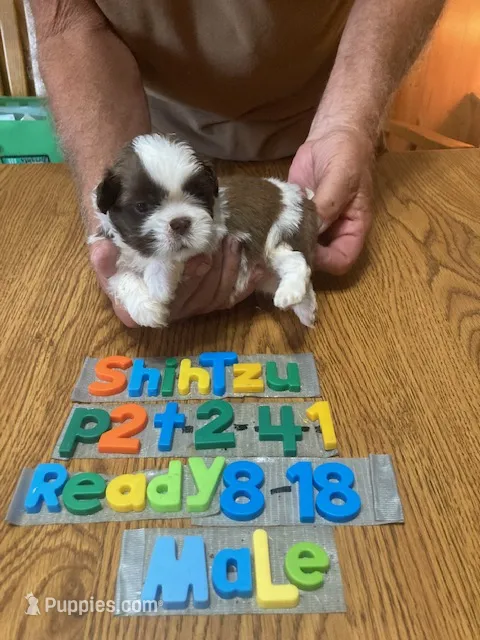 Zach – Shih Tzu puppy for sale in Ansonia, OH