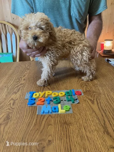 Jackson – Poodle - Toy  puppy for sale in Ansonia, OH