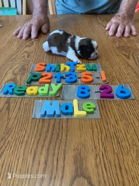 Gavin – Shih Tzu puppy for sale in Ansonia, OH