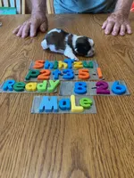 Gavin, a male Shih Tzu for sale in Ansonia, OH – 1 of 1
