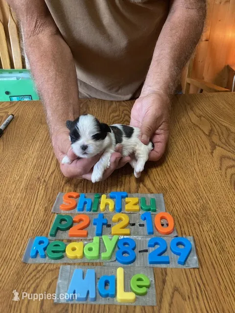Andy – Shih Tzu puppy for sale in Ansonia, OH