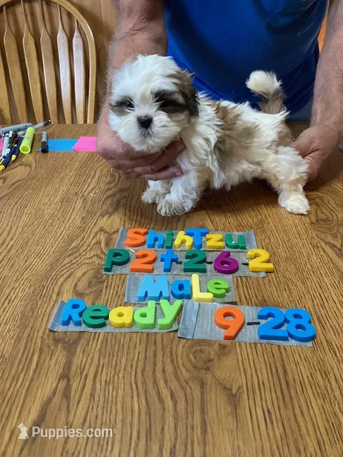 Jordan – Shih Tzu puppy for sale in Ansonia, OH