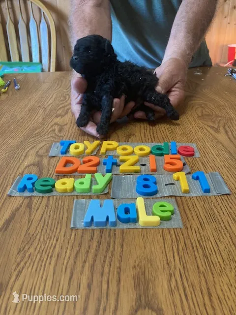 Brandon – Poodle - Toy  puppy for sale in Ansonia, OH