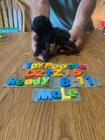 Brandon, a male Poodle - Toy  for sale in Ansonia, OH – 1 of 1