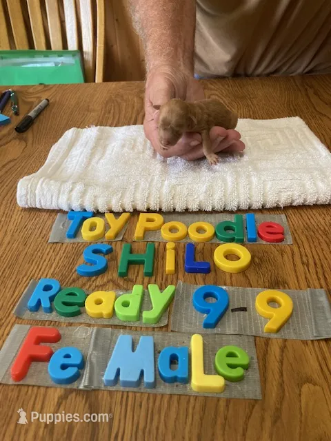 Sophie – Poodle - Toy  puppy for sale in Ansonia, OH