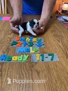 Tyrone – Shih Tzu puppy for sale in Ansonia, OH