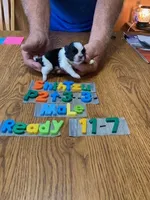 Tyrone, a male Shih Tzu for sale in Ansonia, OH – 1 of 1