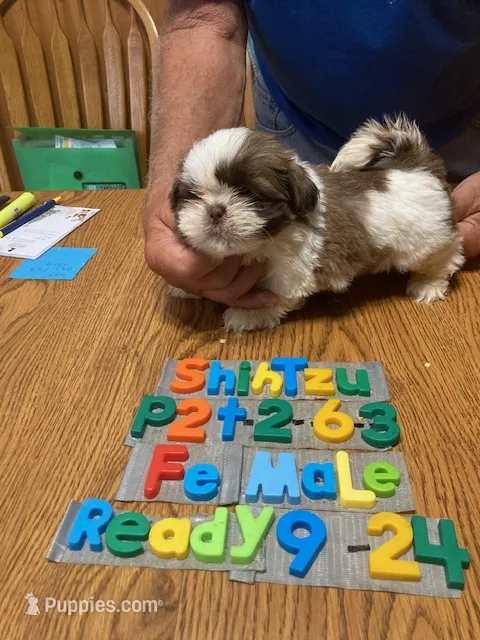 Sami – Shih Tzu puppy for sale in Ansonia, OH