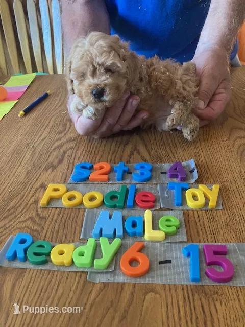 Max – Poodle - Toy  puppy for sale in Ansonia, OH