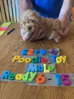 Max, a male Poodle - Toy  for sale in Ansonia, OH – 1 of 1