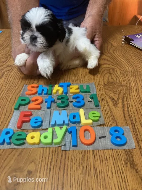 Peggy – Shih Tzu puppy for sale in Ansonia, OH