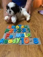 Peggy, a female Shih Tzu for sale in Ansonia, OH – 1 of 1