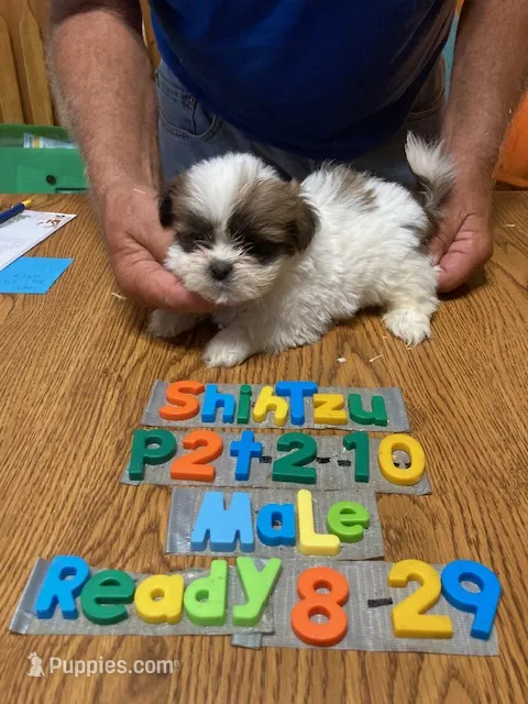 Timmy – Shih Tzu puppy for sale in Ansonia, OH